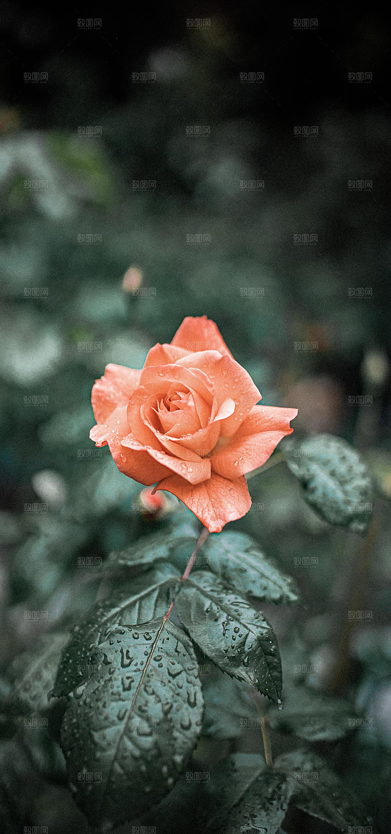 春日鲜花开花大自然摄影图