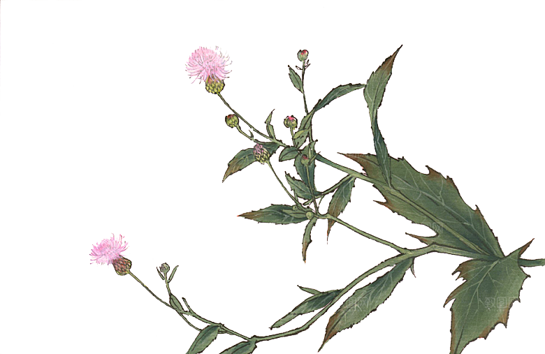 植物古风png插画