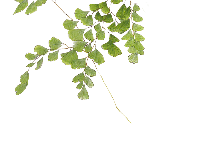植物古风png插画