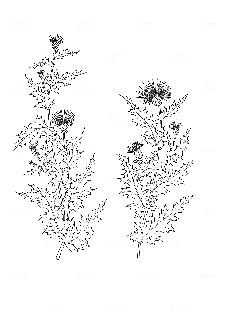 矢量鲜花花朵花卉素材