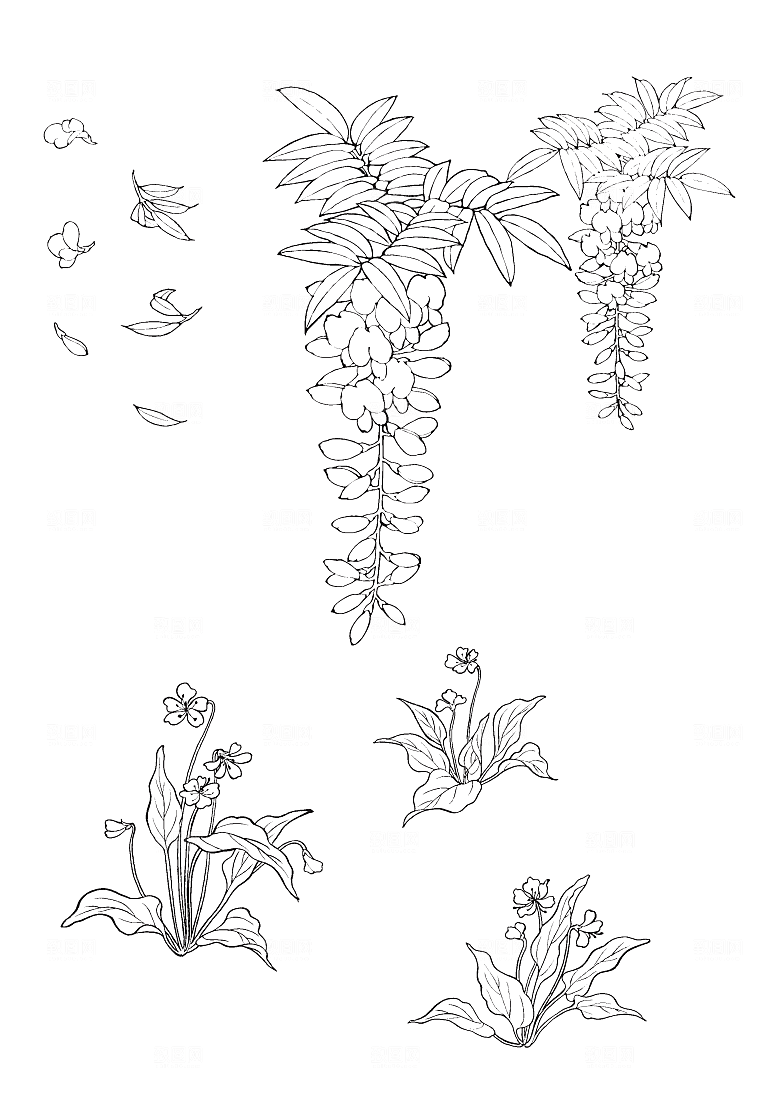 矢量鲜花花朵花卉素材