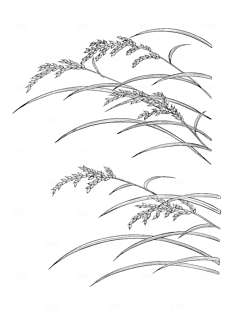 矢量鲜花花朵花卉素材