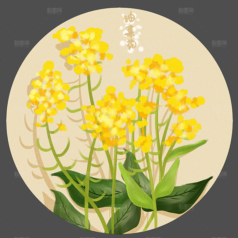卡通油菜花开插画