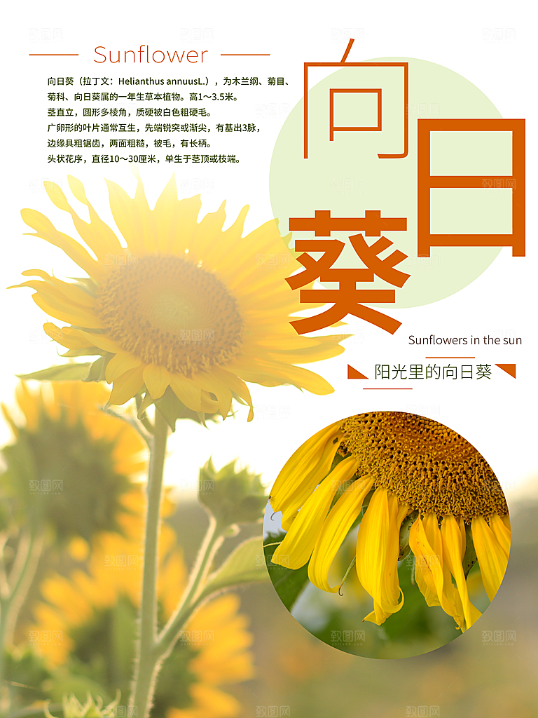 阳光里的向日葵海报
