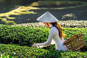 高清采茶茶山茶田茶树茶叶图片背景