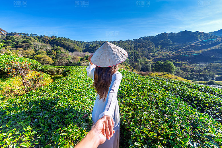 高清采茶茶山茶田茶树茶叶图片背景