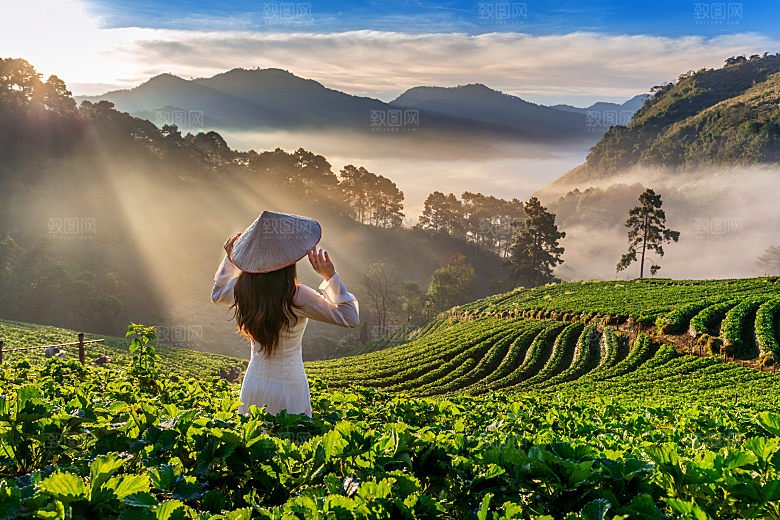 高清采茶茶山茶田茶树茶叶图片背景