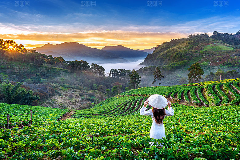 高清采茶茶山茶田茶树茶叶图片背景