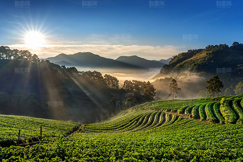 高清采茶茶山茶田茶树茶叶图片背景