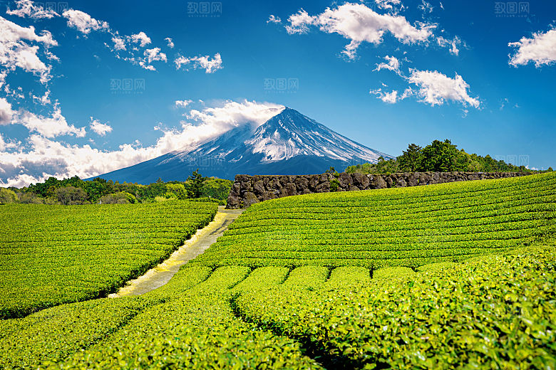 高清采茶茶山茶田茶树茶叶图片背景