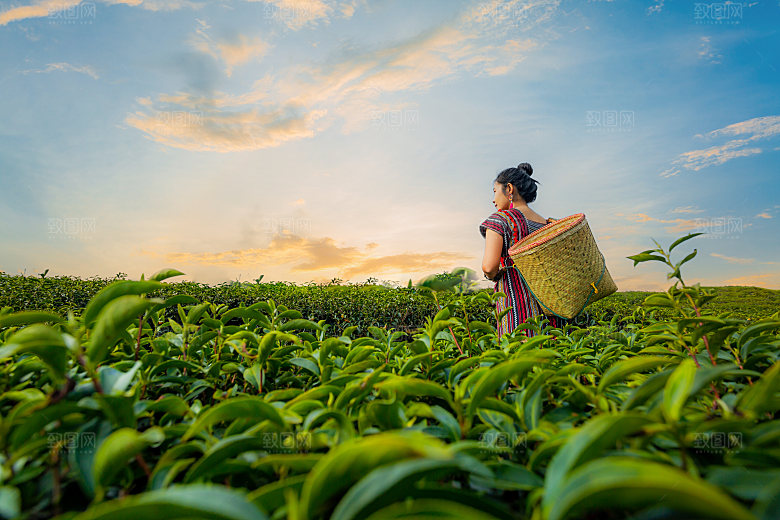 高清采茶茶山茶田茶树茶叶图片背景