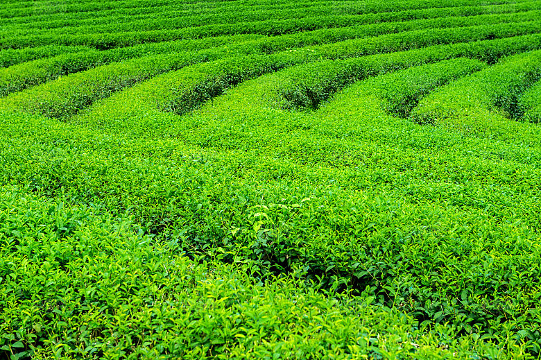 高清采茶茶山茶田茶树茶叶图片背景