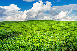 高清采茶茶山茶田茶树茶叶图片背景