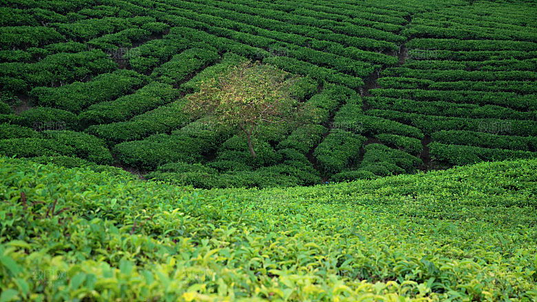 高清采茶茶山茶田茶树茶叶图片背景素材