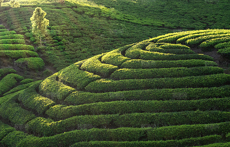 高清采茶茶山茶田茶树茶叶图片背景素材