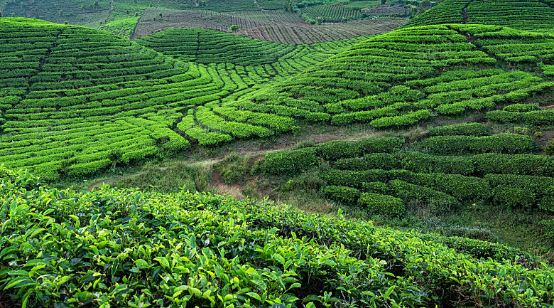 高清采茶茶山茶田茶树茶叶图片背景素材