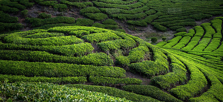 高清采茶茶山茶田茶树茶叶图片背景