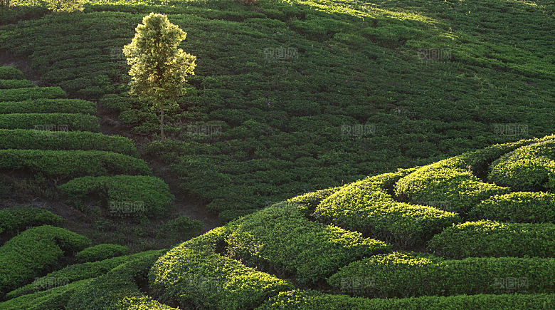 高清采茶茶山茶田茶树茶叶图片背景