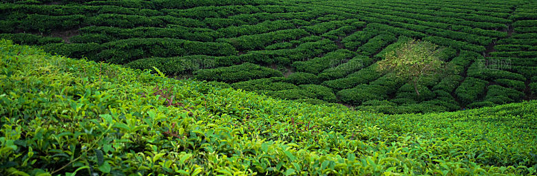高清采茶茶山茶田茶树茶叶图片背景