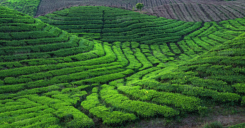 高清采茶茶山茶田茶树茶叶图片背景