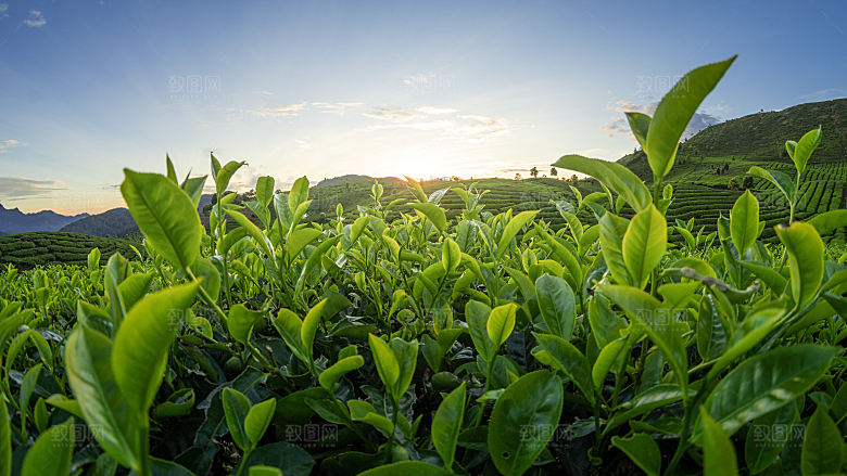 高清采茶茶山茶田茶树茶叶图片背景素材