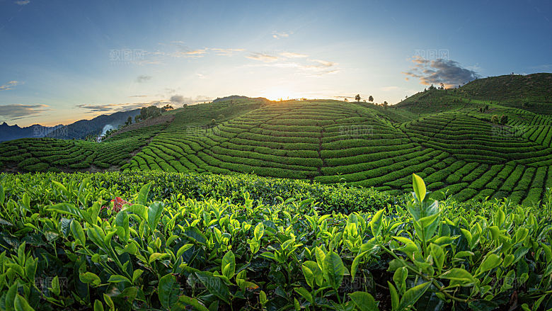 高清采茶茶山茶田茶树茶叶图片背景素材