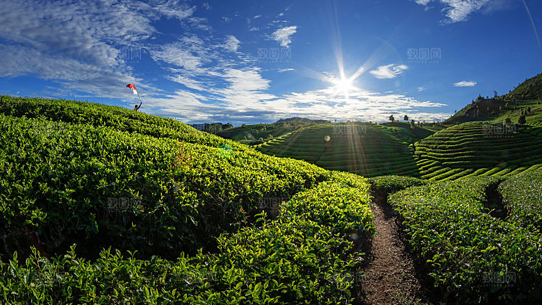 高清采茶茶山茶田茶树茶叶图片背景素材