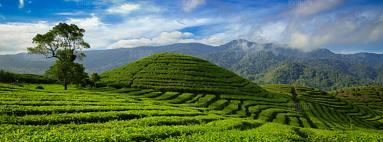 高清采茶茶山茶田茶树茶叶图片背景素材