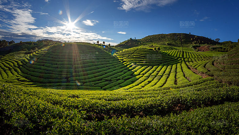 高清采茶茶山茶田茶树茶叶图片背景素材