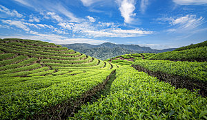 高清采茶茶山茶田茶树茶叶图片背景素材