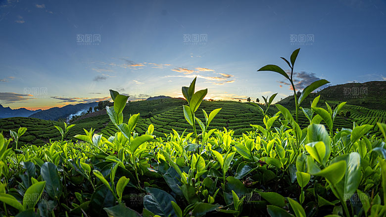 高清采茶茶山茶田茶树茶叶图片背景素材