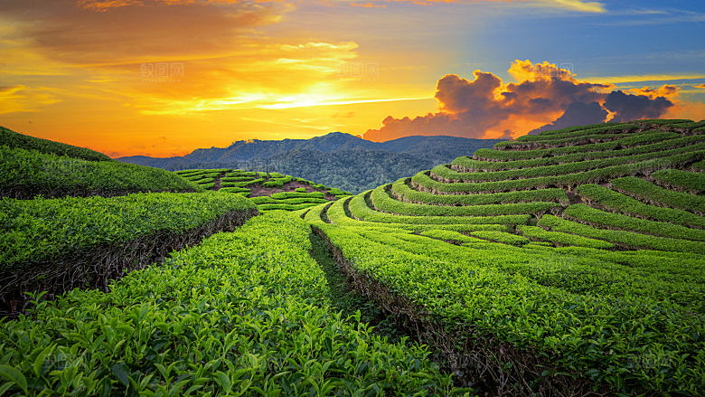 高清采茶茶山茶田茶树茶叶图片背景素材