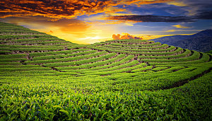 高清采茶茶山茶田茶树茶叶图片背景素材