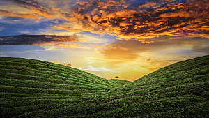 高清采茶茶山茶田茶树茶叶图片背景素材