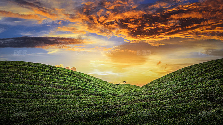 高清采茶茶山茶田茶树茶叶图片背景素材