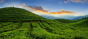 高清采茶茶山茶田茶树茶叶图片背景素材