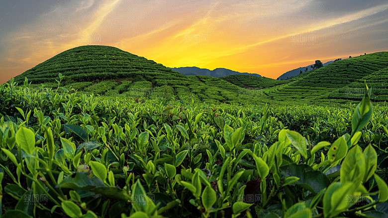 高清采茶茶山茶田茶树茶叶图片背景素材
