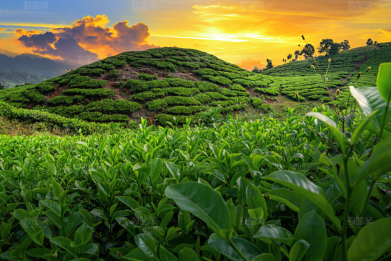 高清采茶茶山茶田茶树茶叶图片背景素材