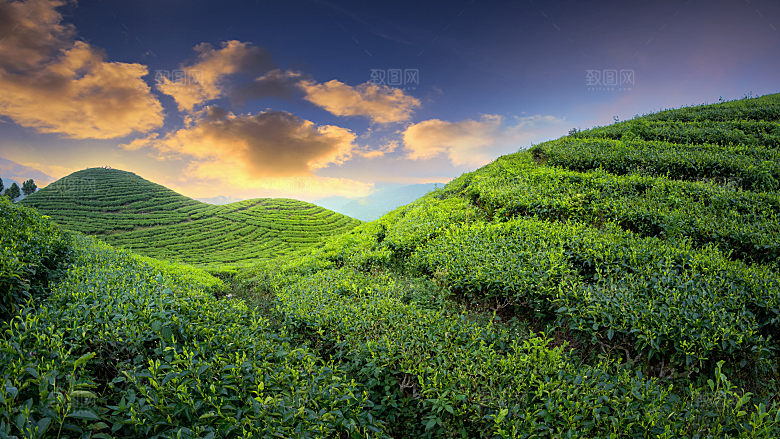 高清采茶茶山茶田茶树茶叶图片背景素材
