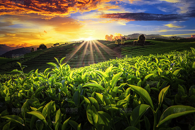 高清采茶茶山茶田茶树茶叶图片背景素材