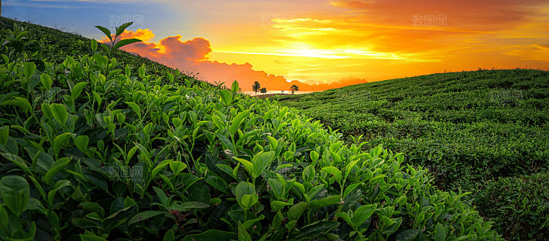 高清采茶茶山茶田茶树茶叶图片背景素材
