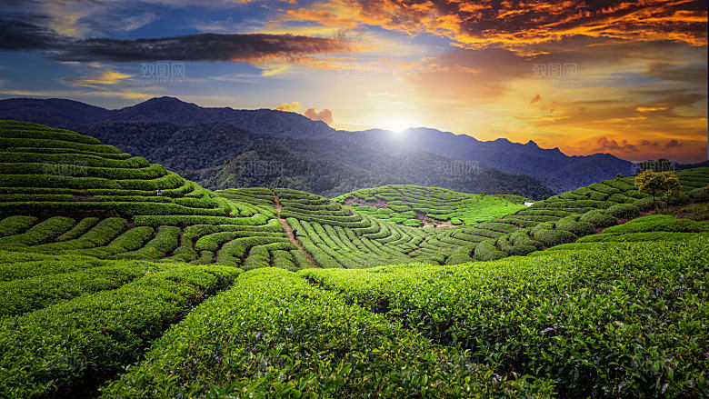 高清采茶茶山茶田茶树茶叶图片背景素材