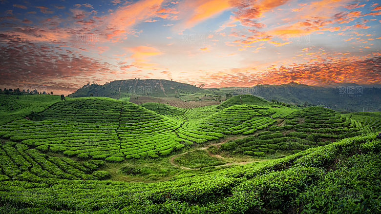 高清采茶茶山茶田茶树茶叶图片背景