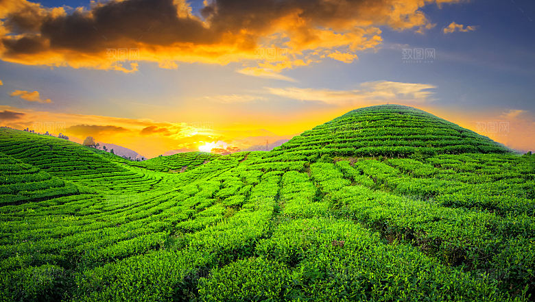 高清采茶茶山茶田茶树茶叶图片背景