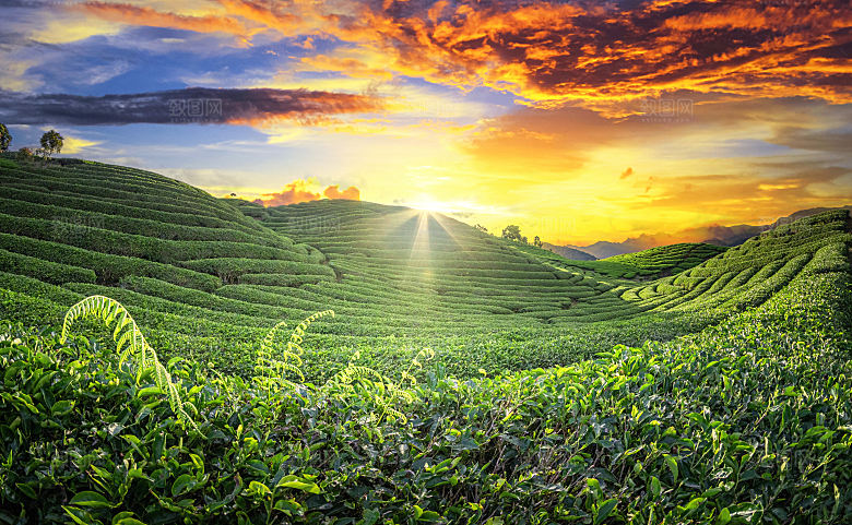 高清采茶茶山茶田茶树茶叶图片背景