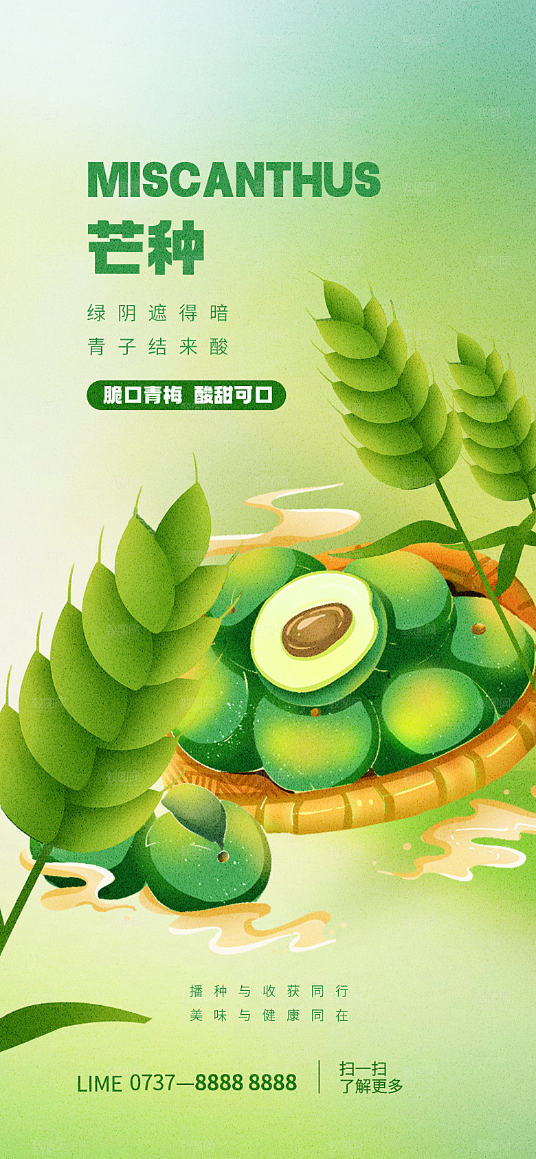芒种—中国24节气