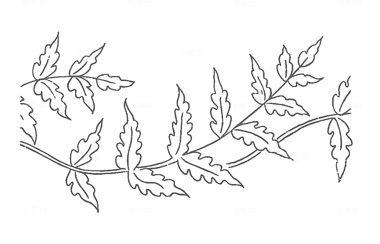 矢量花朵花卉鲜花素材