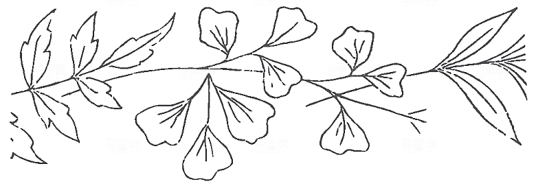 简约手绘鲜花花朵png素材