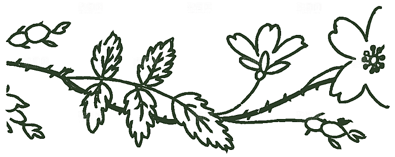 简约手绘鲜花花朵png素材