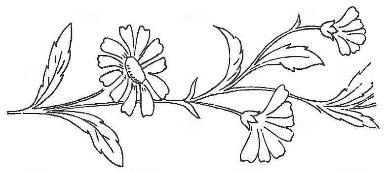 简约手绘鲜花花朵png素材